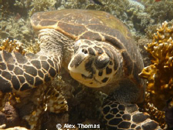 Turtle by Alex Thomas 